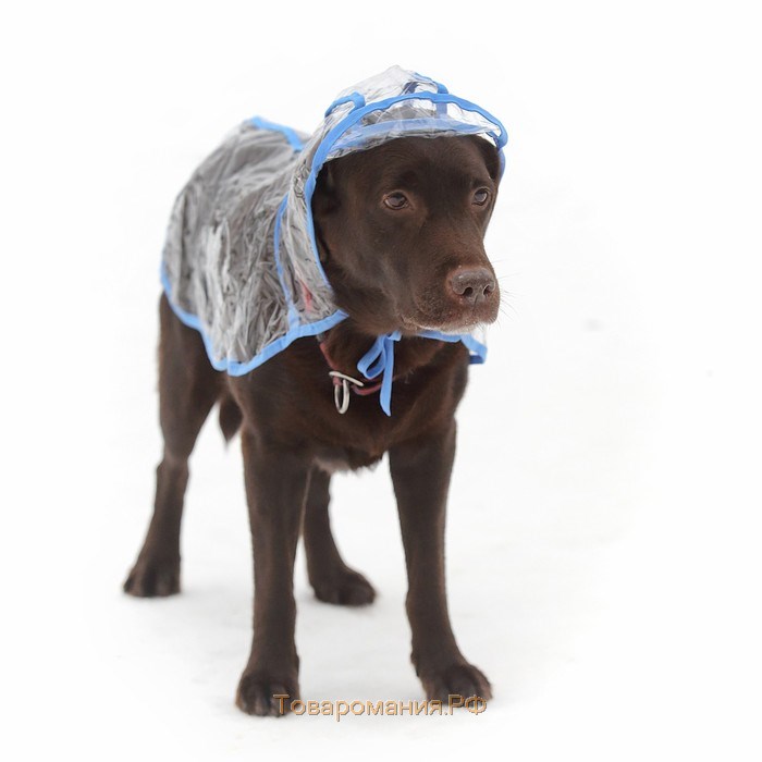 Дождевик с капюшоном для собак OSSO, р. 55 (ДС 55 см), прозрачный, окантовка микс цветов