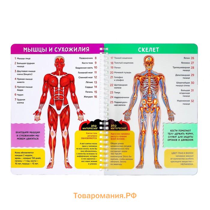 Энциклопедия с прозрачными страницами «Моё тело», 32 стр.