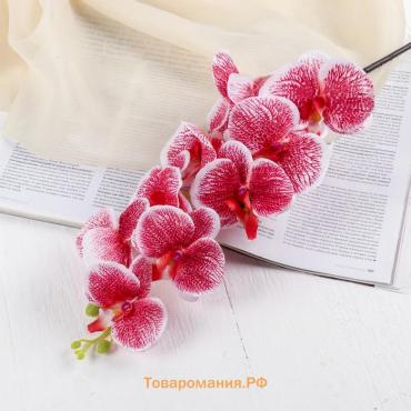 Цветы искусственные «Орхидея Тигровая», h=90 см, красно-белые